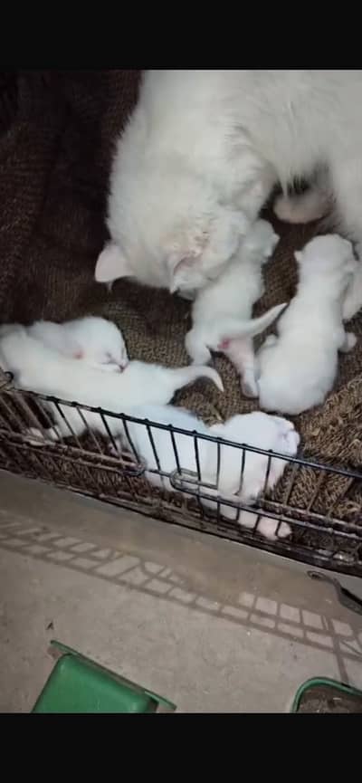 persian kittens