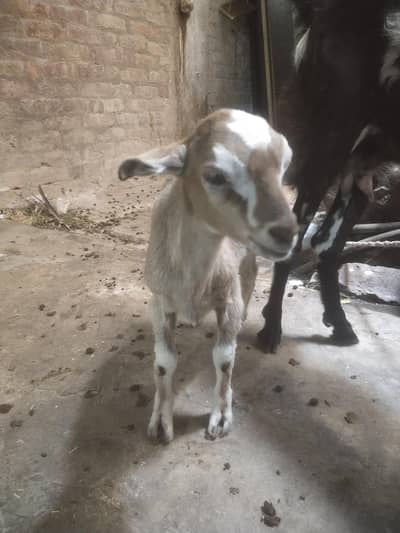 bakri or bacha for sale ha male bacha ha