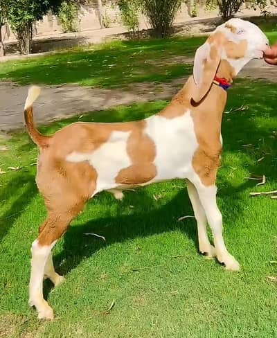 Desi Bakra For Sale
