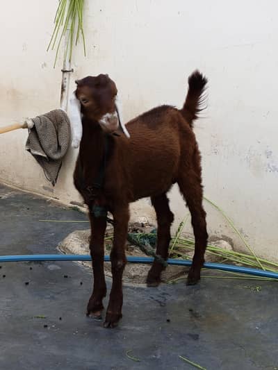 makachina Male Bakra 4.5months old
