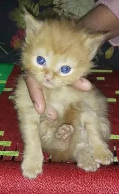 Persian kittens for sale