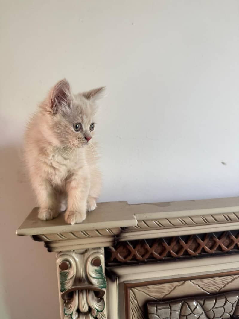 kittens 0