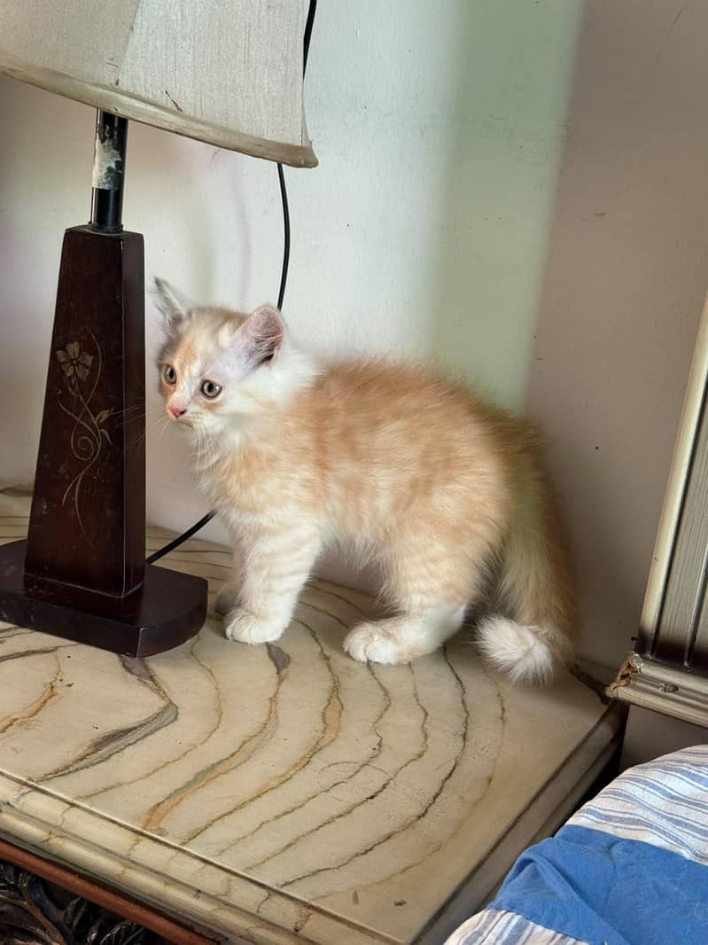 kittens 3