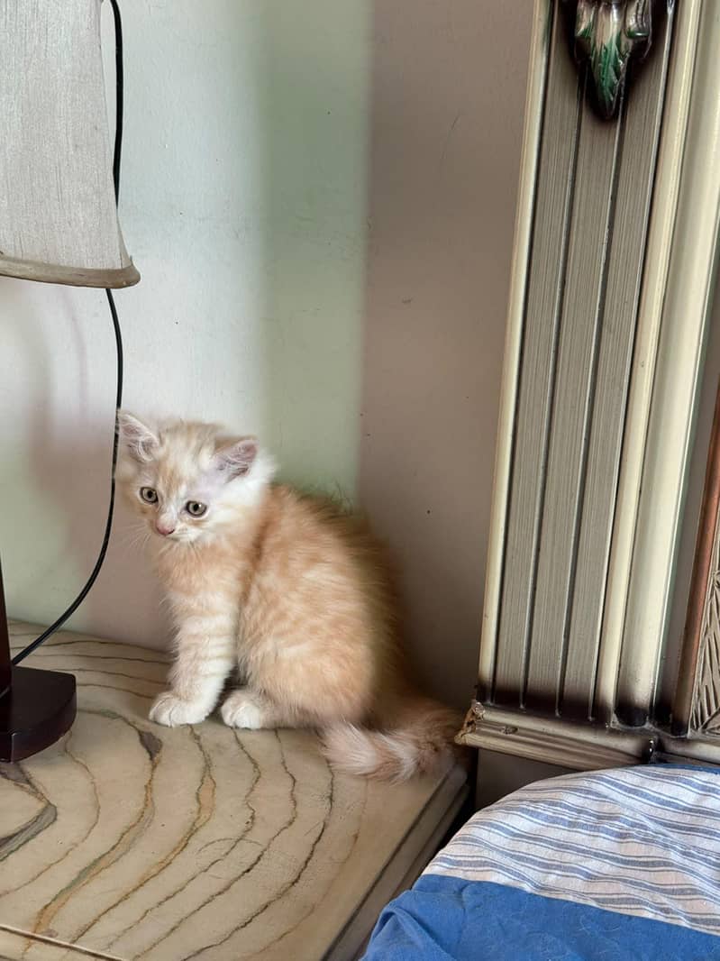 kittens 5