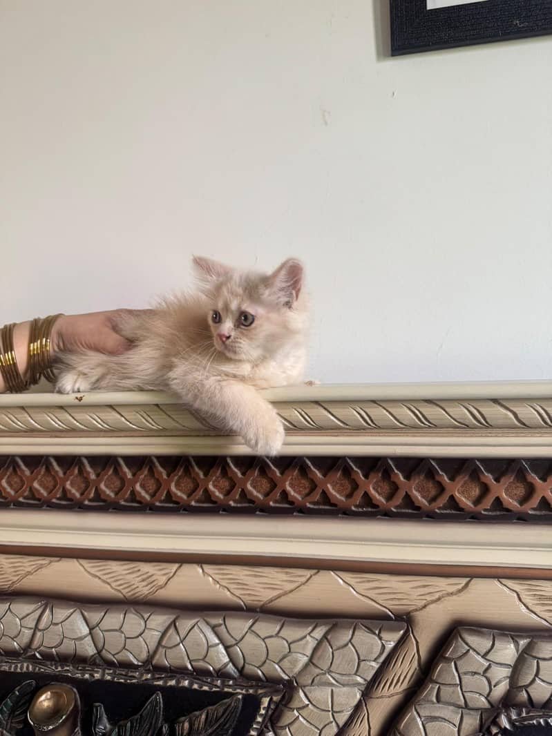 kittens 6