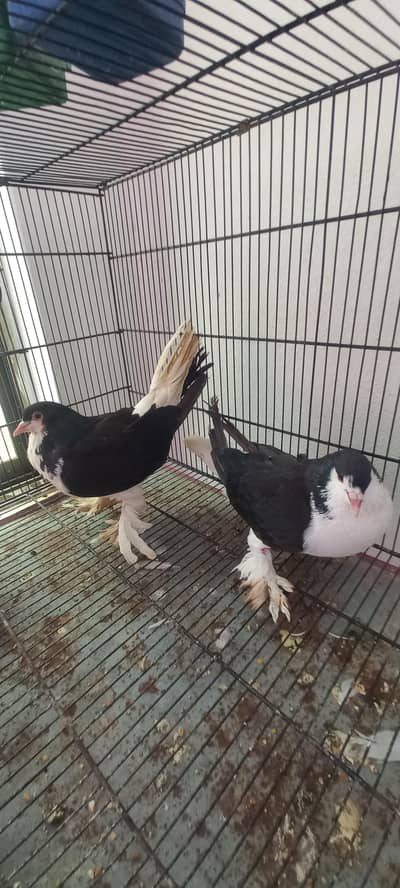 german lahori sherazi pair available