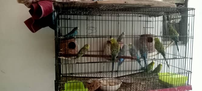 Australian Bajri with cage