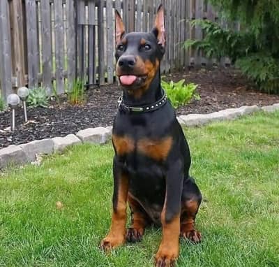 American Doberman Puppies | Dog Puppy For sale