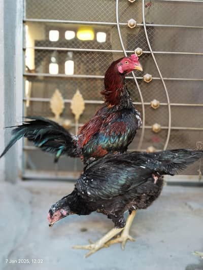 Aseel breeder pair + 1 patha ( murgi andy b dy ri)