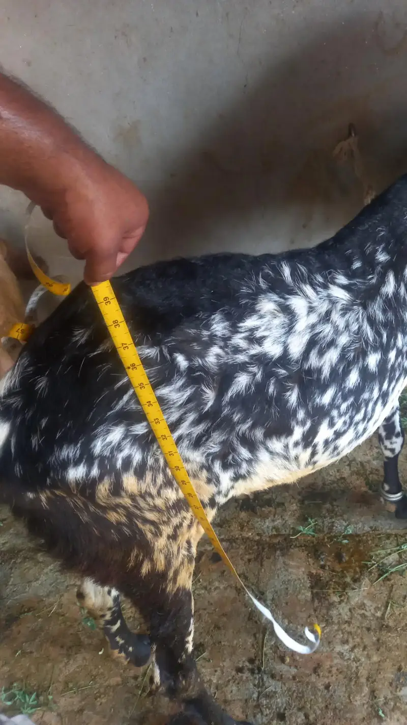 Bakri aur Tel Makkhi chini