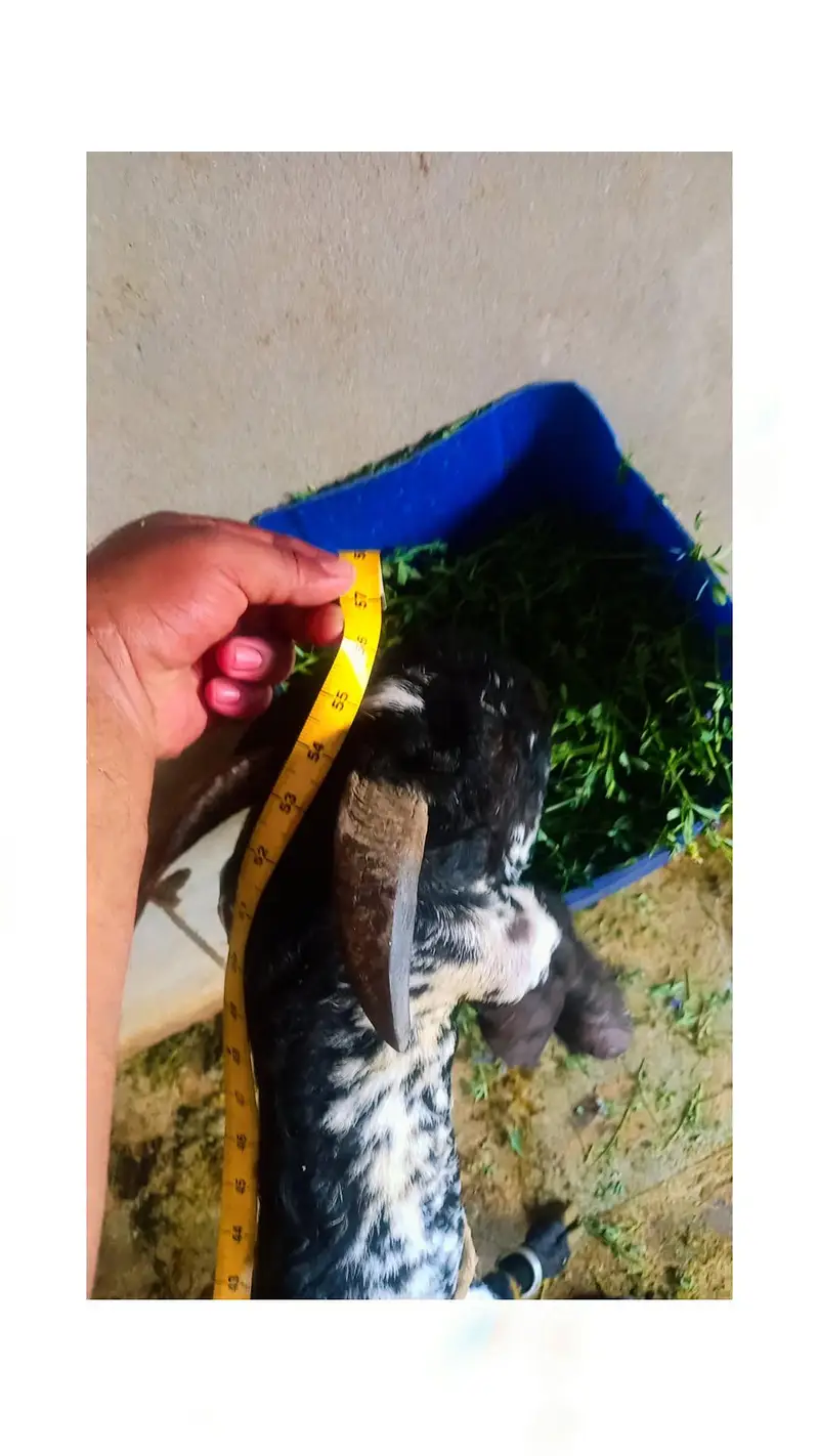 Bakri aur Tel Makkhi chini — photo 2