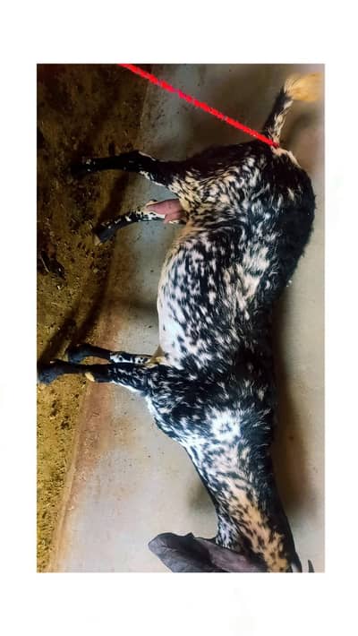 Bakri aur Tel Makkhi chini