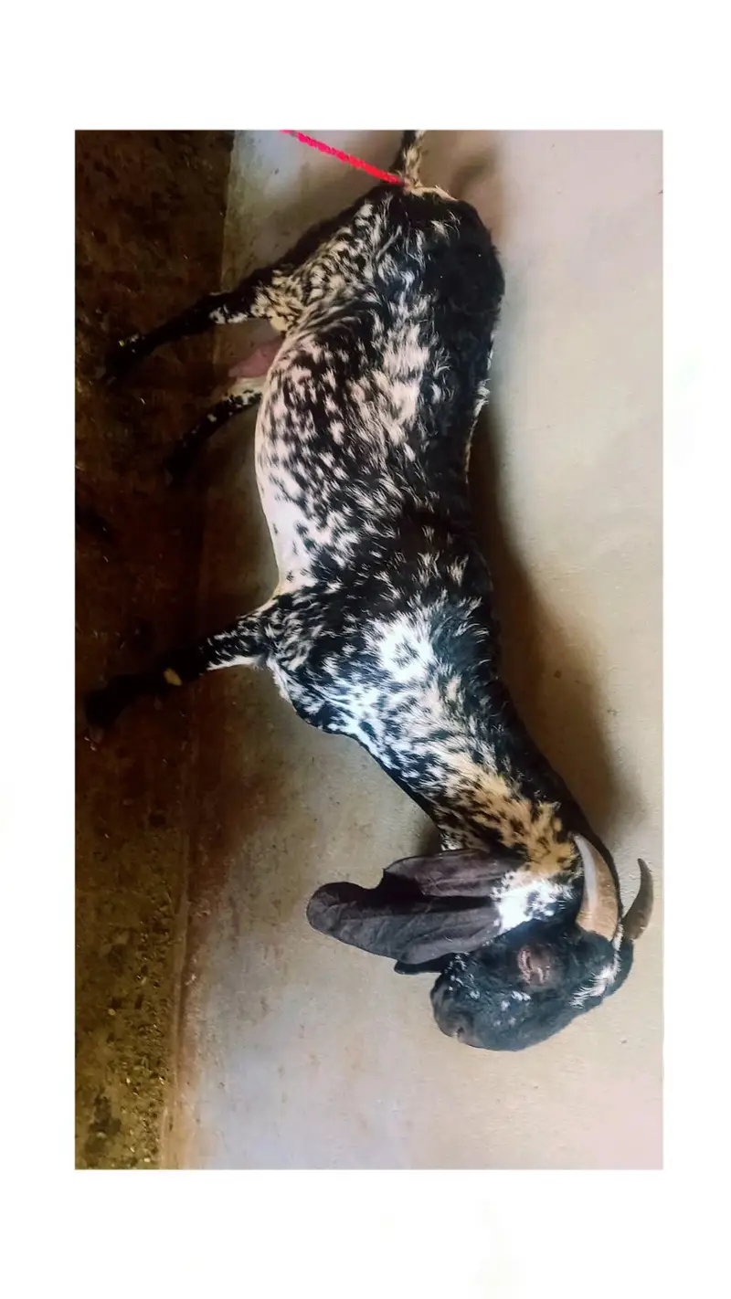 Bakri aur Tel Makkhi chini — photo 4