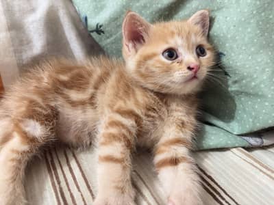 Perisan kitten single coat (ginger color)