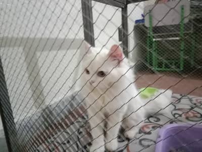 Persian cat for sale