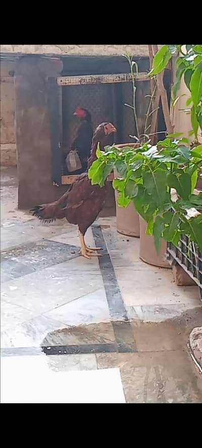aseel hen for sale 03177041274