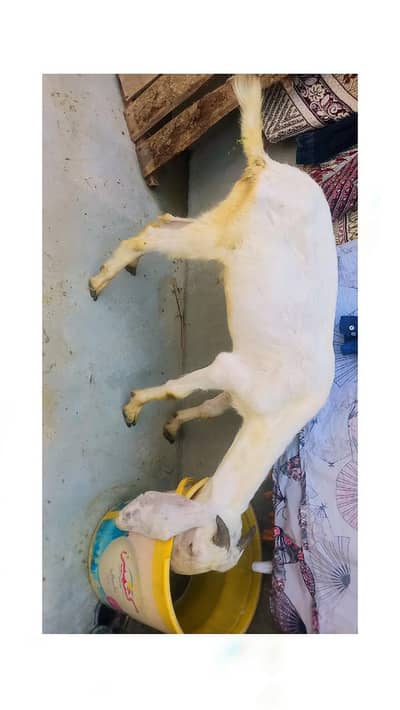 bakra for sale