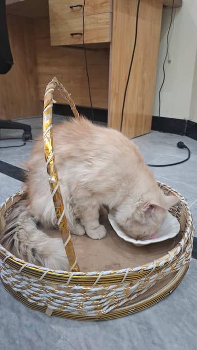 I am selling my lovely Persian cat
