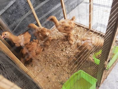 Golden Buff Chick's for Sale