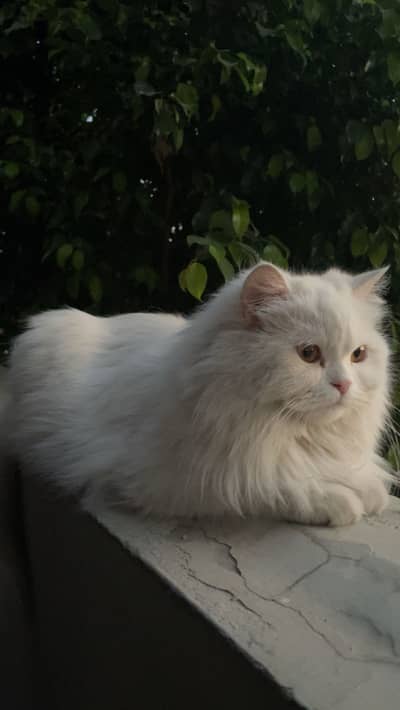 Persian cat pair triple coat