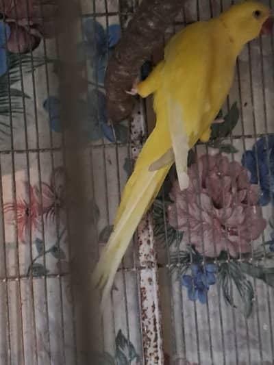 Yellow Ring Neck
