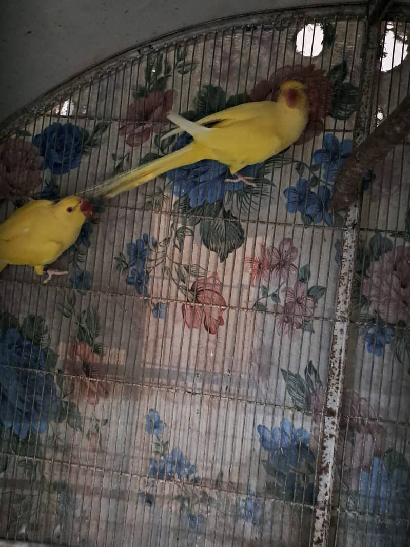 Yellow Ring Neck 2