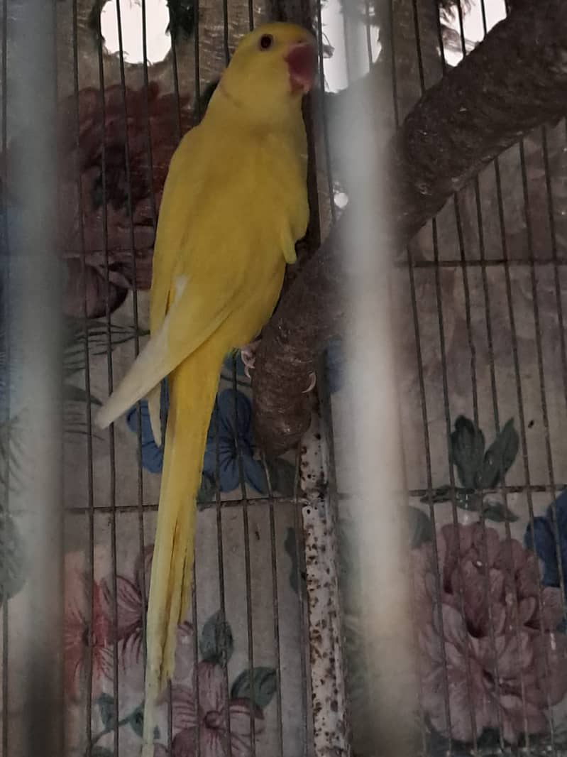 Yellow Ring Neck 4