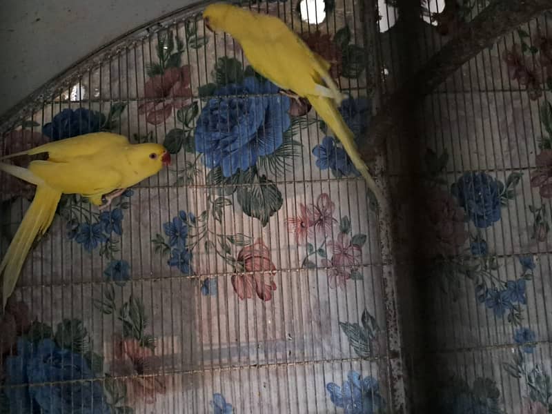 Yellow Ring Neck 5