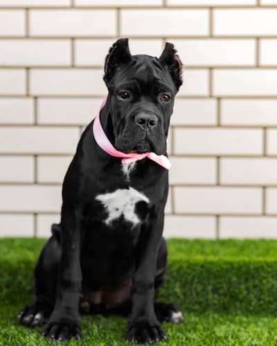 Cane Corso Puppy | cane corso Dog | Puppies | Imported Breed