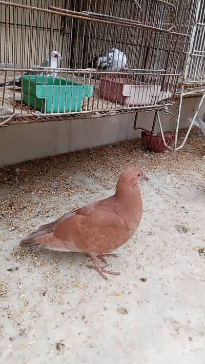 brown kabootar