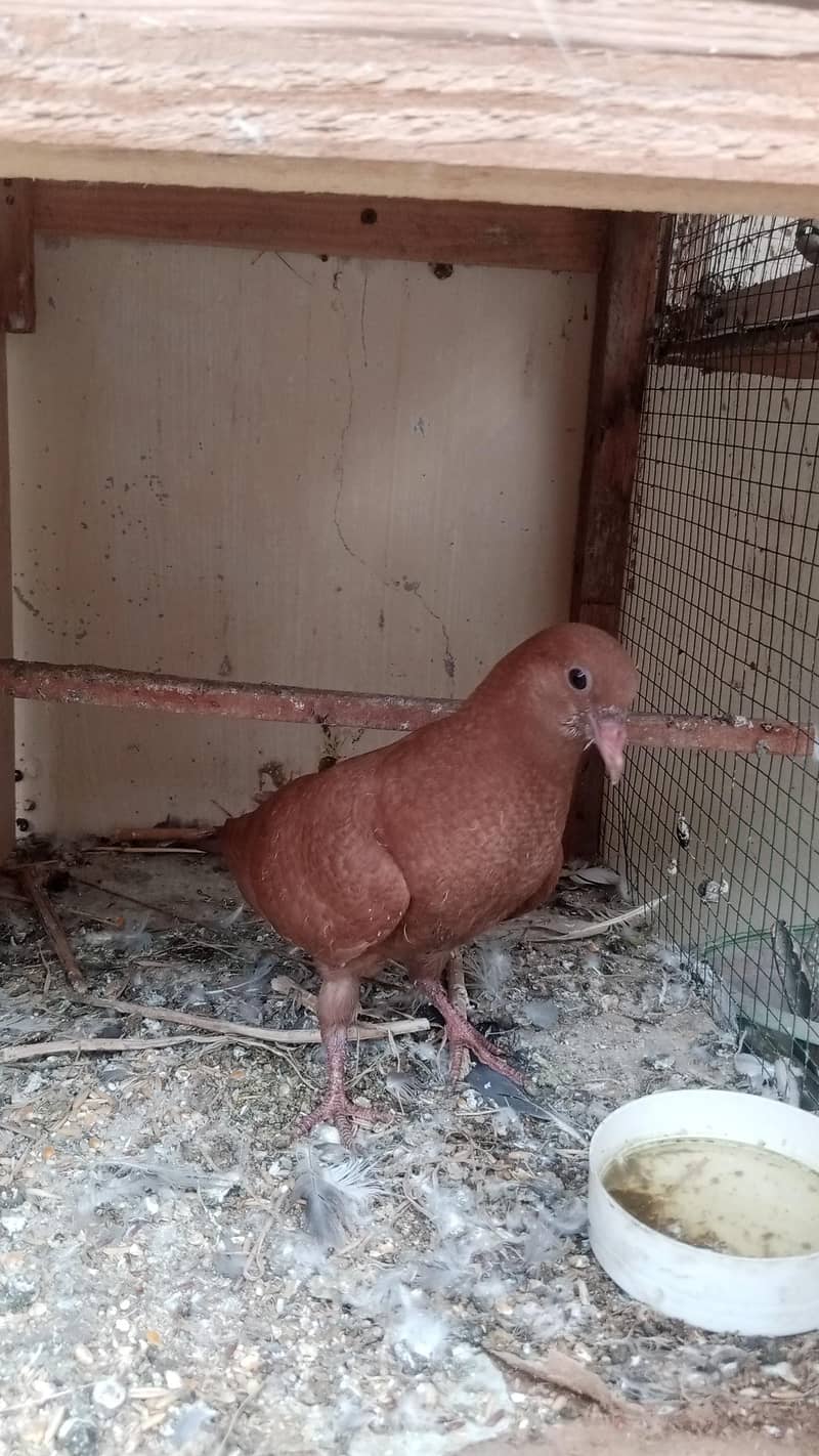 brown kabootar 1