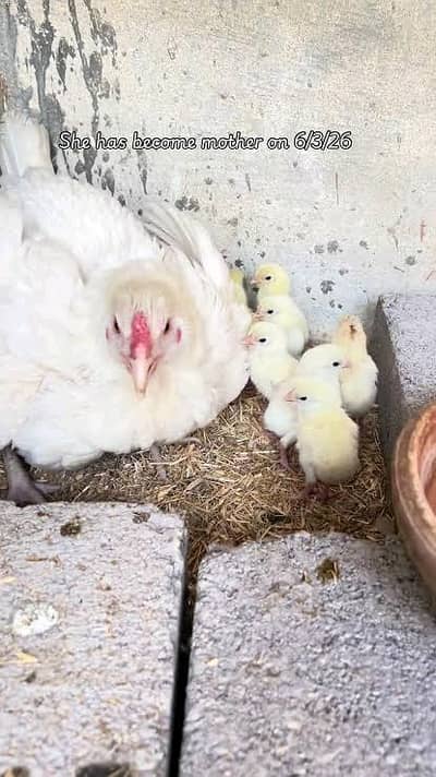 Heera / Hira / Hera Hen chicks