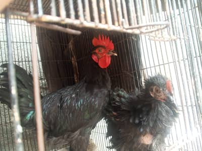 Title: Healthy Black Rooster & Fancy Frizzle Hen Pair for Sale