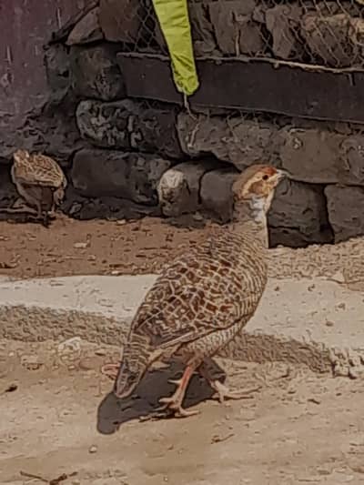 Dakhni tetar for sale contact num 03095302904