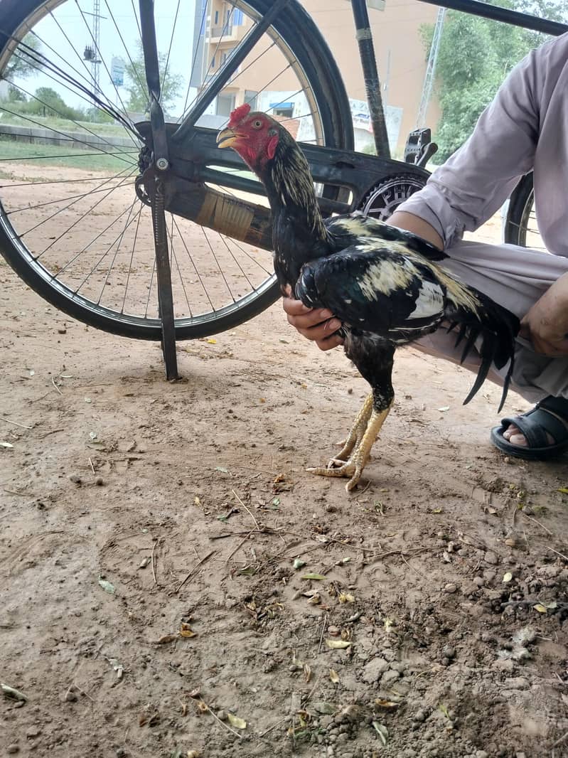 اصیل مرغ 0