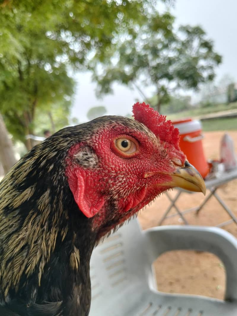 اصیل مرغ 1