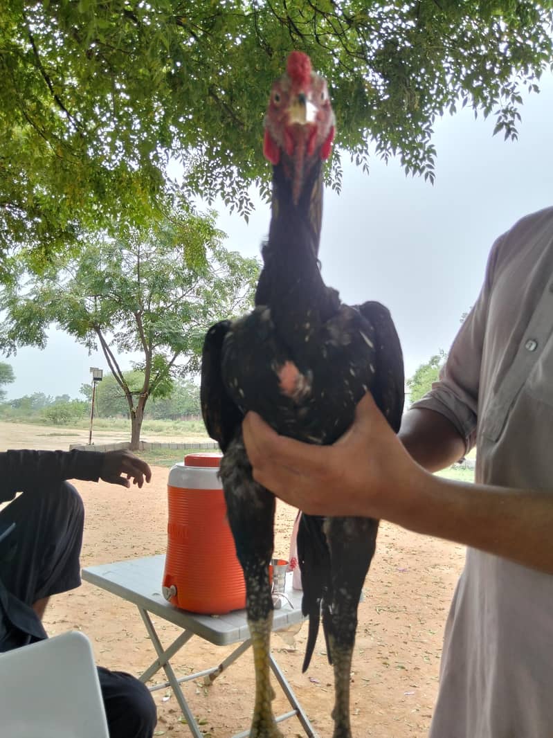 اصیل مرغ 2