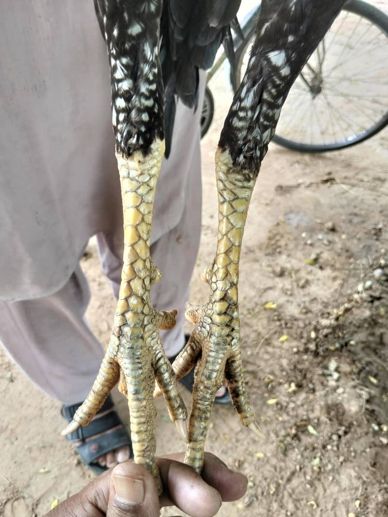 اصیل مرغ 3