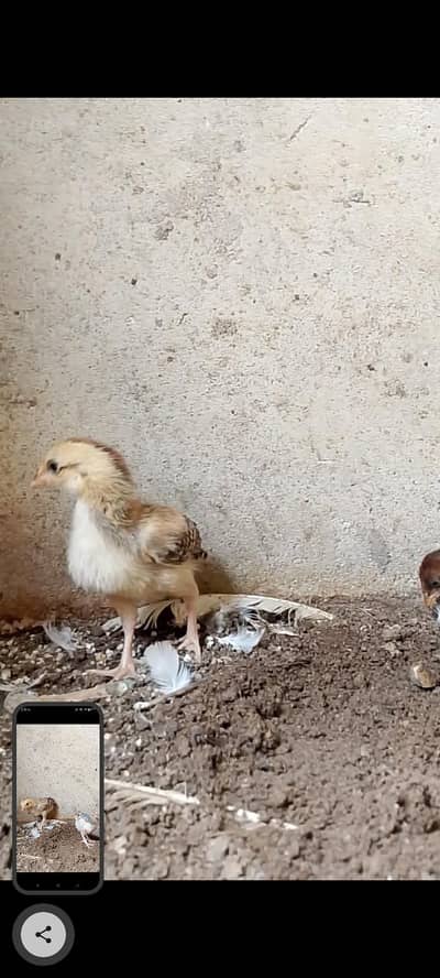 Aseel Chicks Available