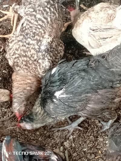 Golden misri murgian for sale