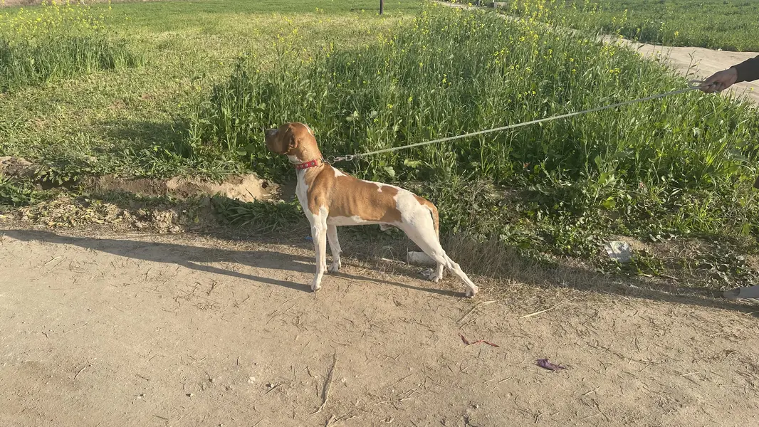Italian Pointer