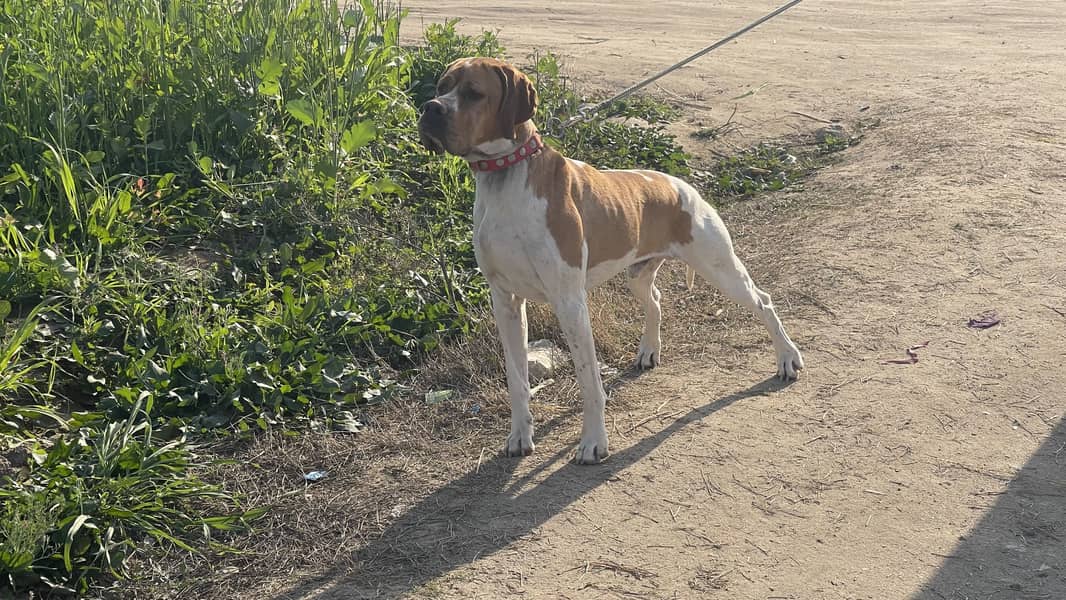 Italian Pointer 1