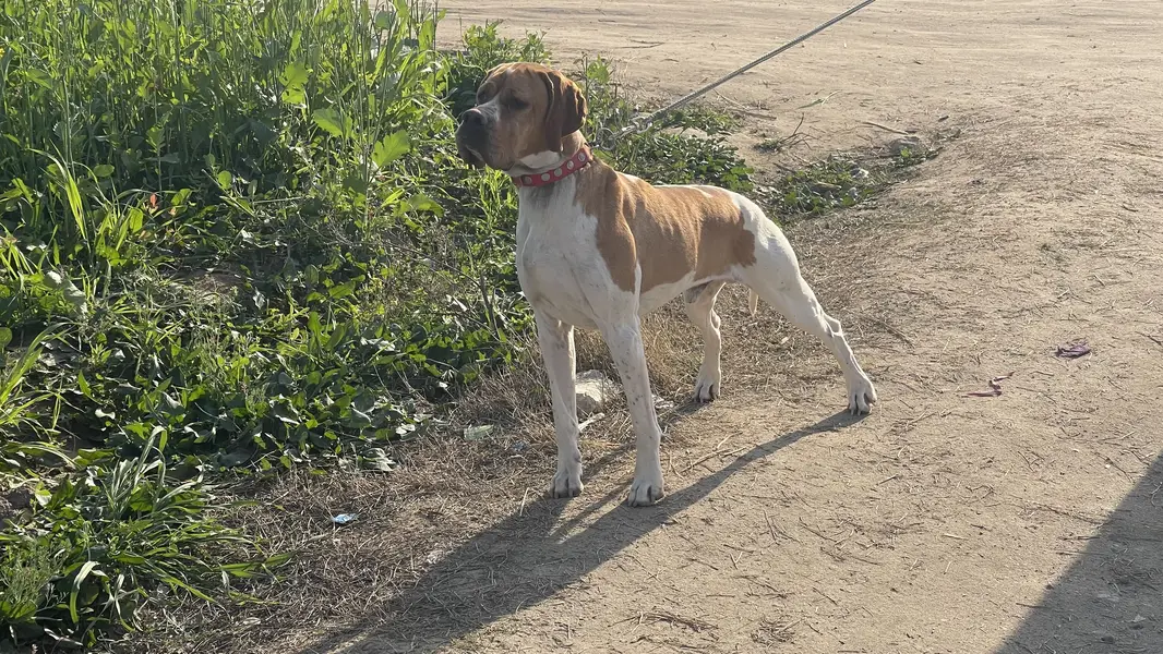 Italian Pointer — photo 2