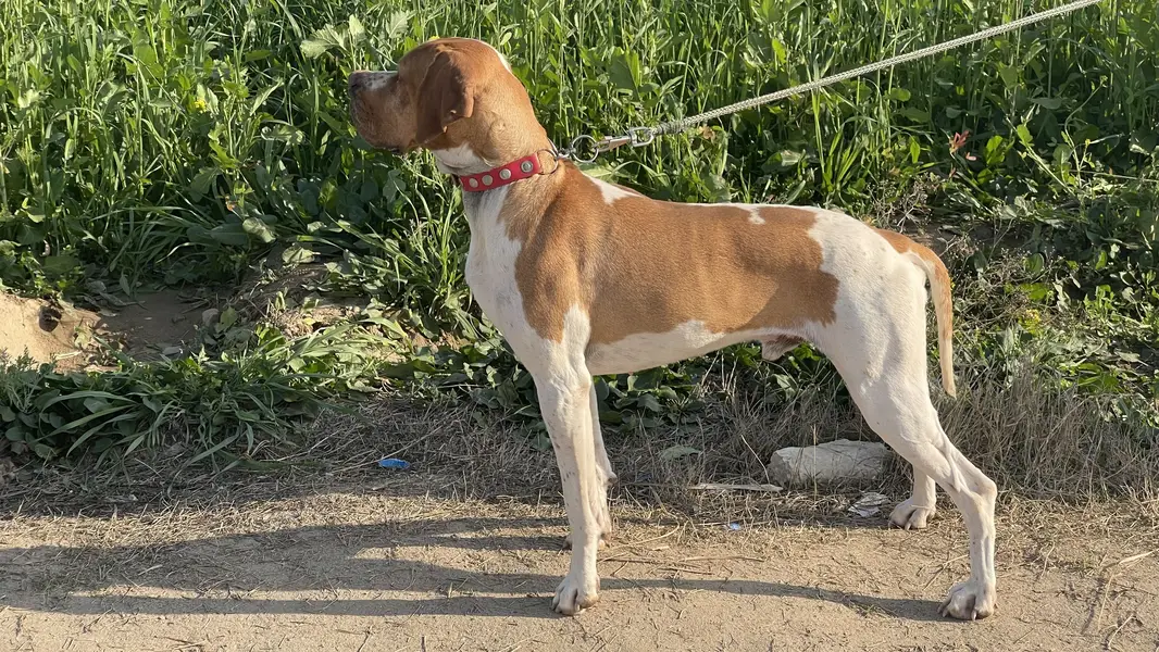 Italian Pointer — photo 3