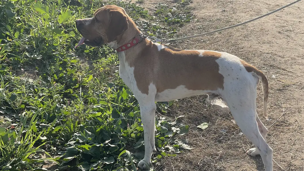 Italian Pointer — photo 4