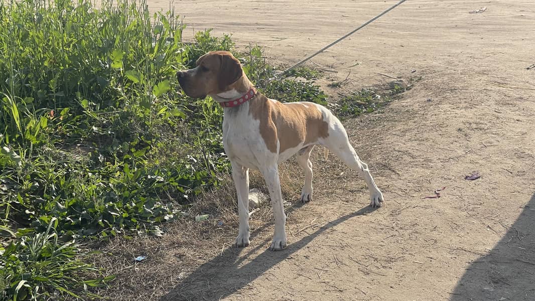 Italian Pointer 4