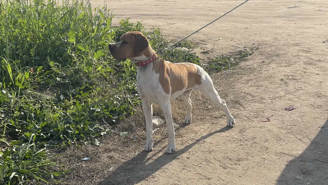 Italian Pointer — photo 5