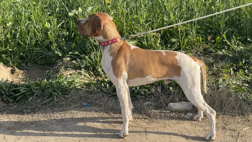 Italian Pointer — photo 6