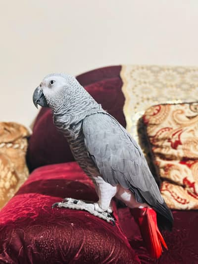 African Grey DNA NOT CONFIRMED