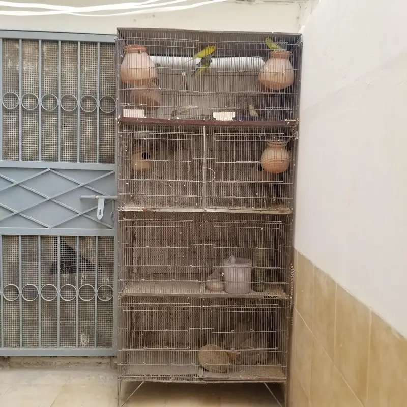 CAGE for sale along with 8 parrots